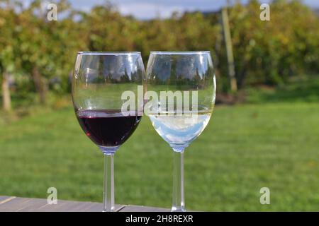 Westfield, New York, États-Unis.Des verres contenant des cépages rouges et blancs sont à l'avant des vignes sur un vignoble de l'ouest de l'État de New York. Banque D'Images