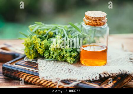 Plante médicinale Euphorbia esula, communément connue sous le nom d'épi vert ou d'épi à feuilles de milkaded dans une bouteille blanche avec un liège sur l'herbe. Euphorbia esse Banque D'Images