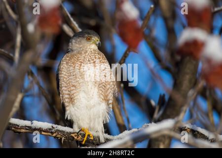 Le faucon de Cooper (Accipiter cooperii) en hiver Banque D'Images