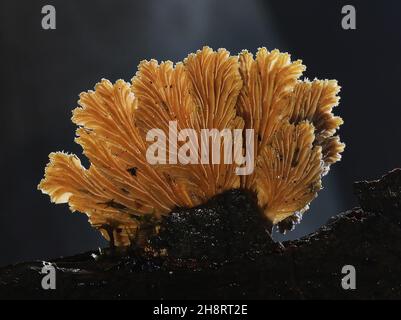 commune de schizophyllum fente branchiale montrant des spores Banque D'Images