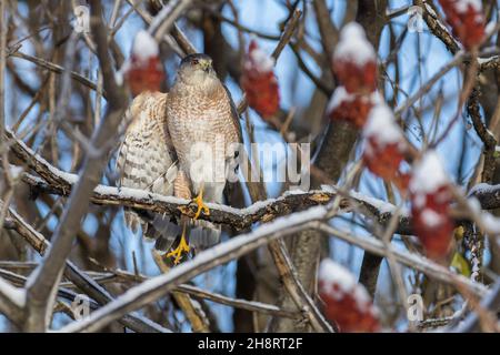 Le faucon de Cooper (Accipiter cooperii) en hiver Banque D'Images