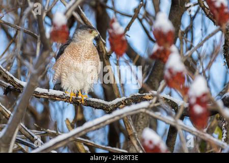 Le faucon de Cooper (Accipiter cooperii) en hiver Banque D'Images