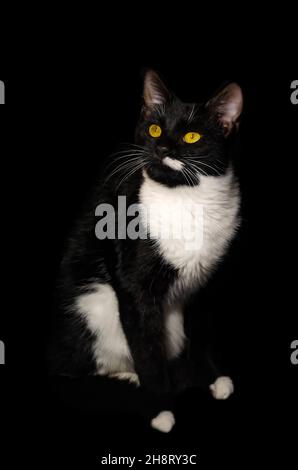 Fancy, un chat de tuxedo noir et blanc, est photographié en noir, 26 novembre 2021, à Coden, Alabama. Banque D'Images