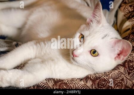 Bébé, un chaton blanc de deux mois, se pose dans un lit de chat, 26 novembre 2021, à Coden, Alabama. Banque D'Images