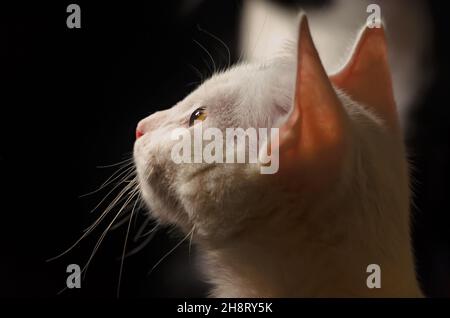 Bébé, un chaton blanc de deux mois, est photographié en profil, le 26 novembre 2021, à Coden, en Alabama. Banque D'Images