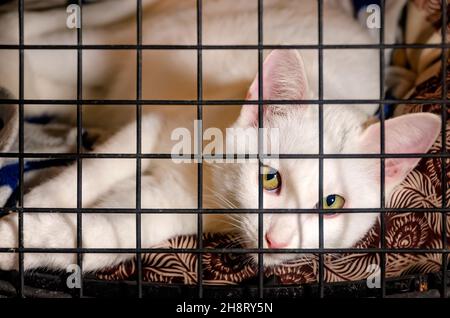 Bébé, un chaton blanc de deux mois, se pose dans une caisse et regarde la porte, le 26 novembre 2021, à Coden, Alabama.(Photo de Carmen K. Sisson/Cloudybright) Banque D'Images