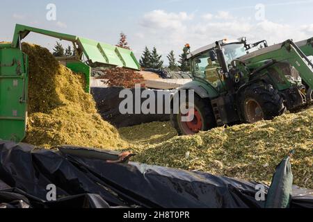 Tracteur avec godet avant formant tas de maïs d'alimentation haché Banque D'Images