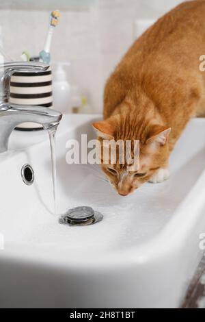 Eau potable de chat provenant du robinet de l'évier.Un chat de gingembre assoiffé dans la salle de bains Banque D'Images