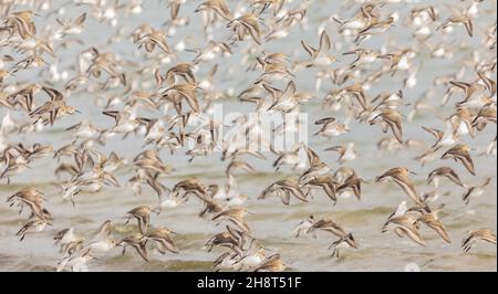 Dunlins survolant le littoral de la Colombie-Britannique. Banque D'Images