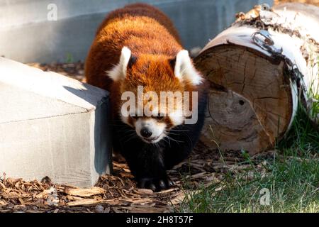 adorable panda rouge marchant vers l'appareil photo, autour de log et de béton, souriant dans la lumière du soleil Banque D'Images