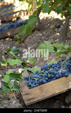 Caisses en bois fou de raisin récolté au vignoble du temps le soir Banque D'Images