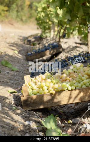 Caisses en bois fou de raisin récolté au vignoble du temps le soir Banque D'Images