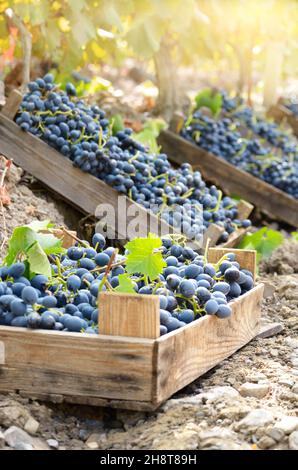 Caisses en bois fou de raisin récolté au vignoble du temps le soir Banque D'Images