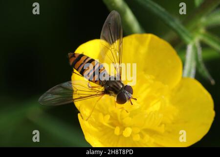 Une femelle Episyrphus balteatus (ou marmalade Hoverfly), prise à Fairlie, dans le Ayrshire, en Écosse. Banque D'Images