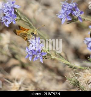 Inflorescences de la tête cymose à fleurs violettes de la Woolystar géante, Eriastrum Densifolium, Polemoniaceae, originaire des monts San Bernardino, été. Banque D'Images