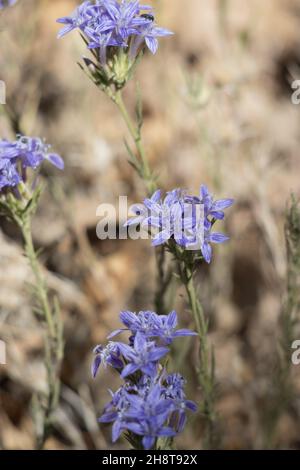 Inflorescences de la tête cymose à fleurs violettes de la Woolystar géante, Eriastrum Densifolium, Polemoniaceae, originaire des monts San Bernardino, été. Banque D'Images