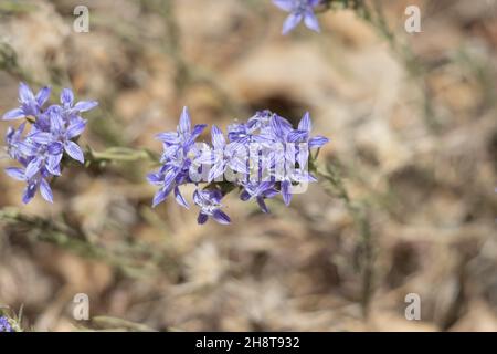 Inflorescences de la tête cymose à fleurs violettes de la Woolystar géante, Eriastrum Densifolium, Polemoniaceae, originaire des monts San Bernardino, été. Banque D'Images