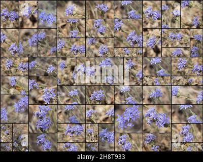 Inflorescences de la tête cymose à fleurs violettes de la Woolystar géante, Eriastrum Densifolium, Polemoniaceae, originaire des monts San Bernardino, été. Banque D'Images