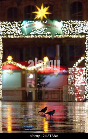 Cologne, Allemagne.02e décembre 2021.Deux oiseaux sont assis sur la Domplatte en face de l'entrée du marché de Noël en début de matinée.Credit: Henning Kaiser/dpa/Alay Live News Banque D'Images