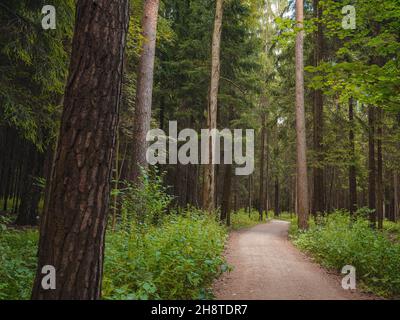 chemin mystérieux au milieu de forêts de conifères en bois, entouré de feuilles de buissons vertes et de fougères.Région de Moscou Russie Banque D'Images