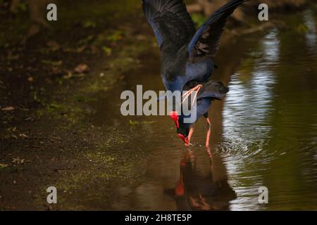 Accouplement de Pukeko au bord du lac, Western Springs Park, Auckland. Banque D'Images