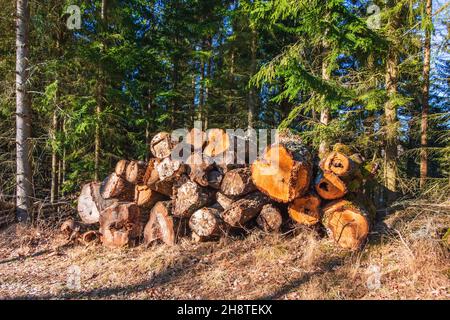 Grumes de bois au bord de la forêt Banque D'Images