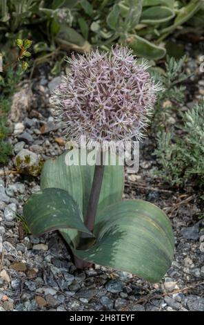 Oignon du Turkestan, Allium carataviense, ail Kara Tau, Kazakhstan, Banque D'Images