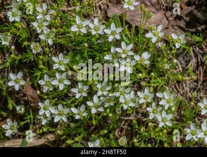 Spring Sandwort, Minuartia verna, en fleur Banque D'Images