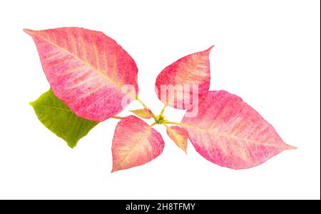 Poinsettia rose, Euphorbia pulcherrima ou feuilles de fleurs de Pâques isolées sur fond blanc Banque D'Images