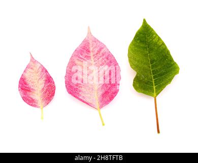 Poinsettia rose, Euphorbia pulcherrima ou feuilles de fleurs de Pâques isolées sur fond blanc Banque D'Images