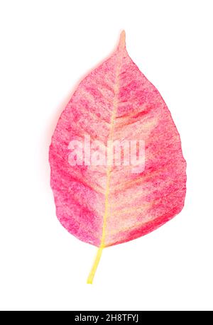 Poinsettia rose, Euphorbia pulcherrima ou feuilles de fleurs de Pâques isolées sur fond blanc Banque D'Images