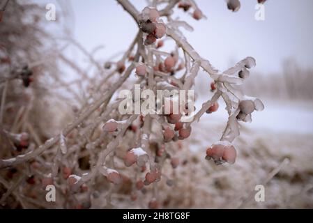 Rose buisson de hanche couverte de pluie gelée. Paysage d'hiver après une pluie verglaçante Banque D'Images