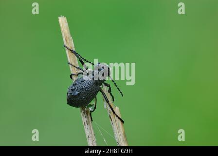 Coléoptère à l'huile violette après la pluie.Avec des gouttelettes d'eau sur le corps.Insecte toxique.Assis sur une tige sèche d'herbe.Copier l'espace.Genre Meloe violaceus. Banque D'Images