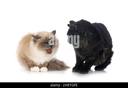 Jeunes Kurilian Bobtail et birman chat devant un fond blanc Banque D'Images