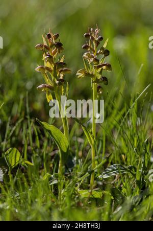 Orchidée de grenouille, Dactylorhiza viridis, en fleur dans les prairies montagnardes. Banque D'Images