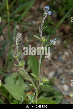 BUR Forget-Me-Not, Lappula squarrosa en fleur et fruit.Alpes françaises. Banque D'Images