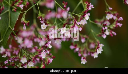 Fleurs roses de grand Bush de Limonium, ou statice, fond macro floral Banque D'Images