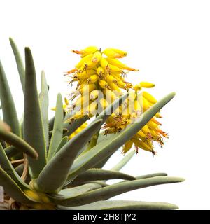 Fleurs jaunes d'Aloe ramosissima, arbre de quiver de la jeune fille, isolées sur fond blanc Banque D'Images