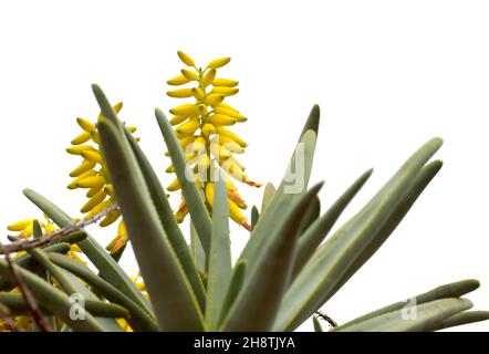 Fleurs jaunes d'Aloe ramosissima, arbre de quiver de la jeune fille, isolées sur fond blanc Banque D'Images