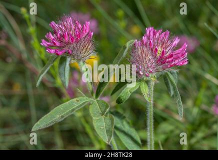 Trèfle à tête hibou, Trifolium alpestre en fleur, Alpes Maritimes. Banque D'Images