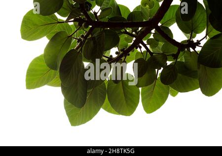 Branches avec feuilles vertes rondes de Ficus vastava, sycomore-figue d'Afrique, isolées sur fond blanc Banque D'Images