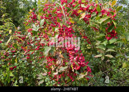 Fleurs roses brillantes uniques avec des fruits d'un buisson de broche, également appelé Euonymus europaeus ou arbre de broche européen Banque D'Images