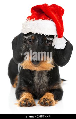 Joli dachshund avec chapeau de père noël Banque D'Images