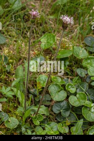 Pied-de-montagne, Homogyne alpina, en fleur dans les bois ouverts, Alpes. Banque D'Images