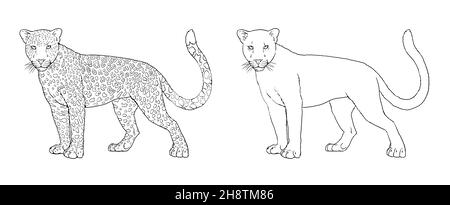Portrait de léopard et panthère noir.Modèle numérique de coloration. Banque D'Images