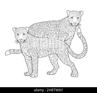 Portrait de la famille léopard.Modèle numérique de coloration. Banque D'Images