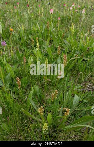 Orchidées de grenouille, Dactylorhiza viridis, en fleur - avec de petites orchidées blanches, orchidées de vanille etc - dans une prairie exceptionnelle d'orchidées de montagne, Col Sampiero, M Banque D'Images