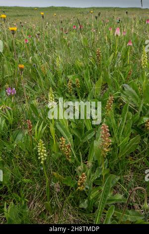 Orchidées de grenouille, Dactylorhiza viridis, en fleur - avec de petites orchidées blanches, orchidées de vanille etc - dans une prairie exceptionnelle d'orchidées de montagne, Col Sampiero, M Banque D'Images