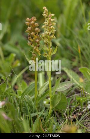 Orchidée de grenouille, Dactylorhiza viridis, en fleur dans les prairies montagnardes. Banque D'Images