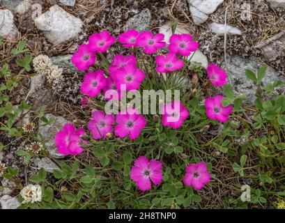 Rose Peacock-oeil, Dianthus pavonius, en fleur.Alpes. Banque D'Images